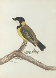 Grive à couronne noire. Lewin, John. Oiseaux de la Nouvelle-Galles du Sud avec leur histoire naturelle. Sydney - G. Howe...